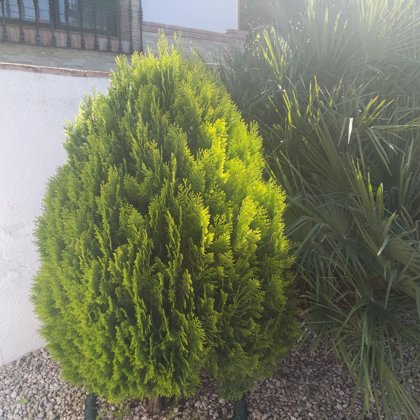 Pino Jardin