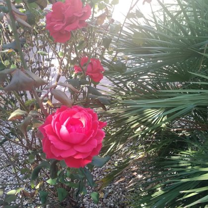 Rosas en el Jardín